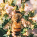 Pxrehoney! Group Thumbnail