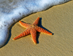 Starfish Restaurant Corporation