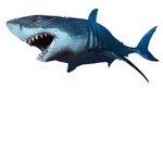 sharks an ocean preditor