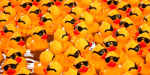 Eat, sleep, quack repeat