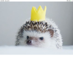 HedHogs united