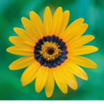 TheSunflowers <3