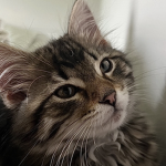 { Cat Kingdom }