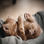Sleepy Kitty