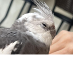 ~cockatiel fans~