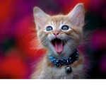 Kittens And Cats :3