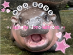 ୨୧ hungry hippo hangout ୨୧