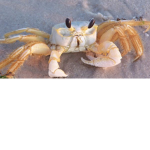 The Official Crabs United!