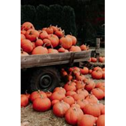 Aesthetic autumn Hangout