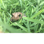 The frog gives