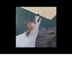 Doggos unitedd
