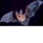 Bats United.