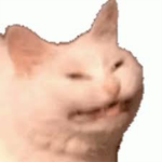 -%Cat war%-