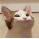 Roblox Pop Cats!