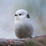 The-Cute-Birds