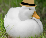 Duck community quack