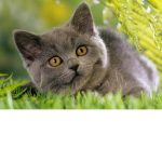 cats are my life