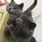 XuanMeowo