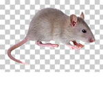 RATSO CULT