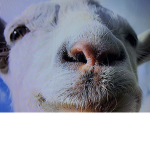 Gamer goat squad