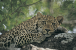 Wild Critters