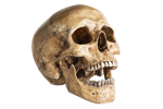 PrehistoricFan’s Group