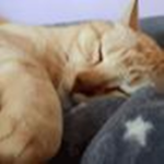 NonoxCat Official Group