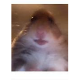 PVP, but with hamster king watching