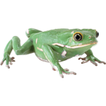 Friends of the Frog