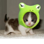 Froggie Kitty