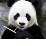 Panda planet