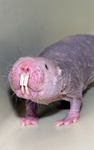 THE MOLERATS OFFICIAL