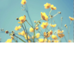 Honey-Bees