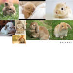 Bunny club(WE LIVE FOR BUNNIES!)