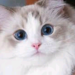 Cat Game