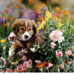 THE DOGGY L O V E R S