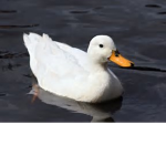 Cool Duck Squad