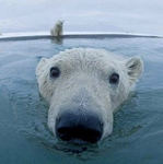 m’s pretty polar bears