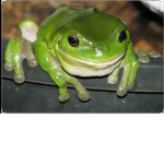 switchfrog2