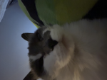 meowstersclothing