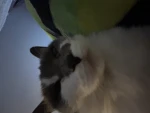 meowstersclothing Group Thumbnail