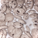 Milk ۶ৎ