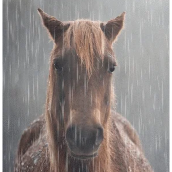 Horse of particular taste