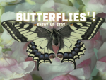 Butterflies'"*!