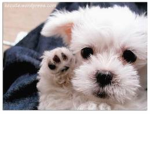 puppy fans