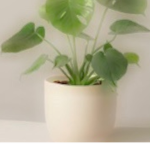 Eco Aesthetics
