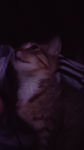 Kindly Plays YT <3