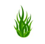 Seaweed Development Team