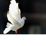 Bird of the claw (robux)