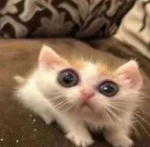 A_Place_For_Cat_People